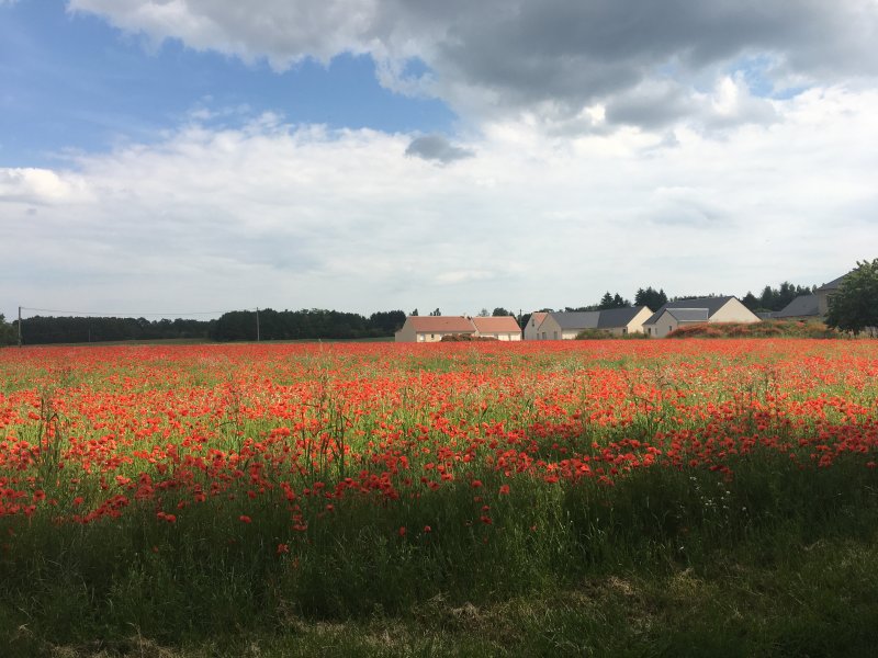 Champ de coquelicot. Monique Pinault